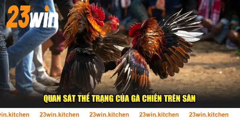 Quan sát thể trạng của gà chiến trên sân đá gà 23WIN